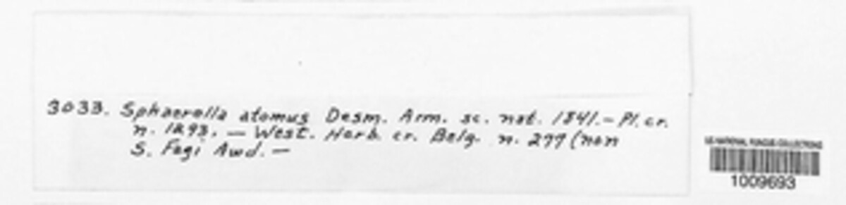 Mycosphaerella atomus image